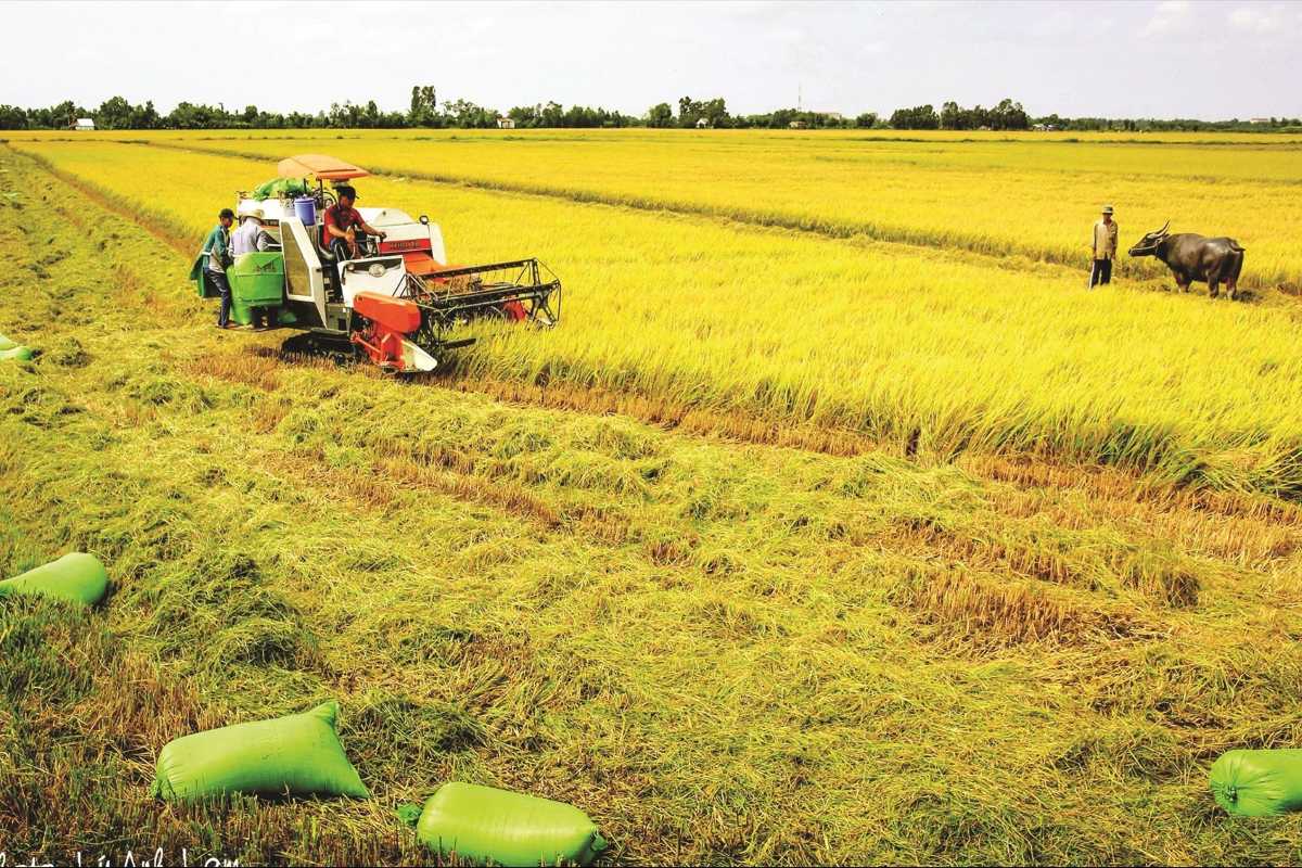 Vinh Long Mekong Delta rice harvest scene Farmers harvesting golden rice fields with buffaloes in the rural Mekong Delta area