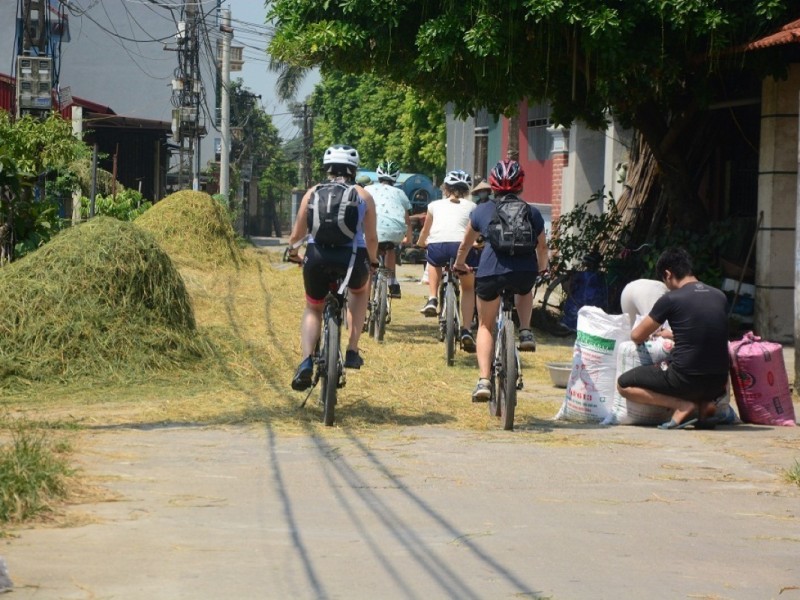A cycling group passing through golden harvest fields on a sunny day.